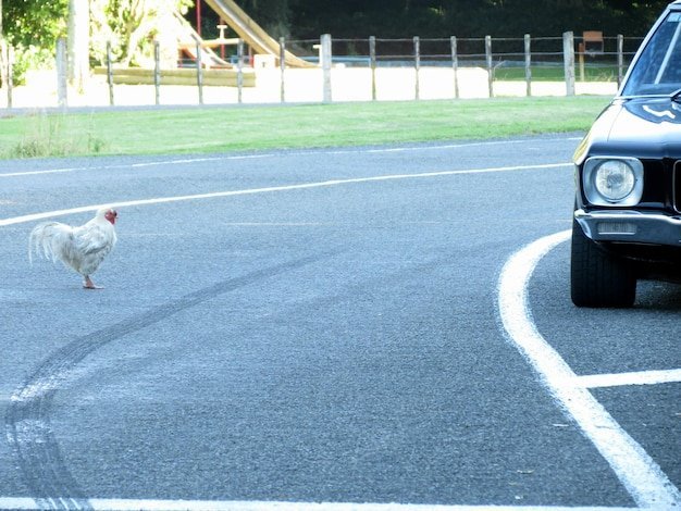 Chicken road 2 casino în Romania